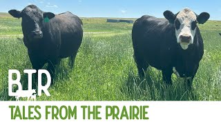 Tales from the Prairie? LIVE