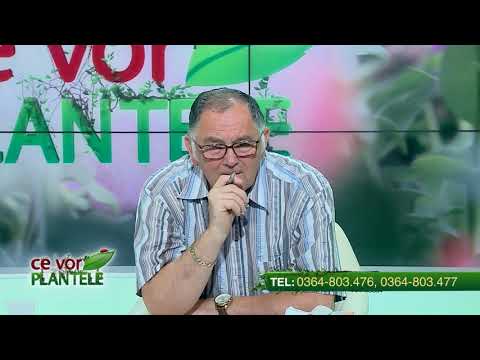 Cum putem preveni încolțirea cartofilor la depozitare?