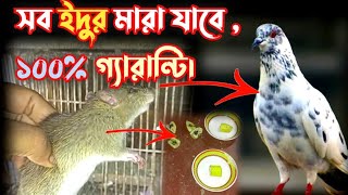 ইদুর মারার কৌশল | ইদুর তারানোর কৌশল | ইদুর সমস্যার সমাধান | কবুতরের লফটের ইঁদুর তারান।