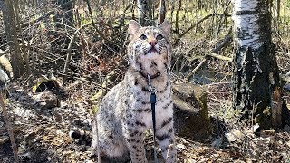 CAT SOOTHES LYNX / Rufus learn outdoor walk / Cougar pretended to be a kitten