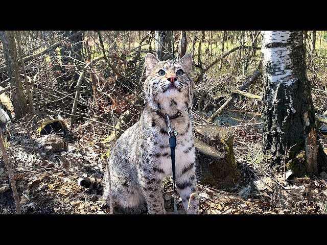 КОТ УСПОКАИВАЕТ РЫСЬ / Приучаю Руфи к улице / Пумыч притворился котёнком