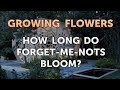 How Long Do Forget-Me-Nots Bloom?