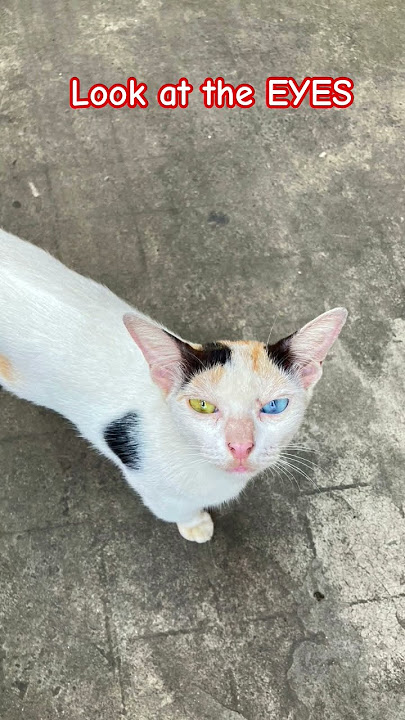 CAT WITH EXCEPTIONAL EYES 🤔🧐🧐 #shorts #viral #catseye 👀👀