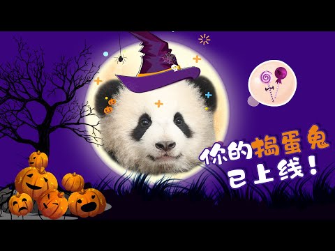 《熊貓主題趴》萬聖狂歡，“小搗蛋”來啦！ | iPanda熊貓頻道