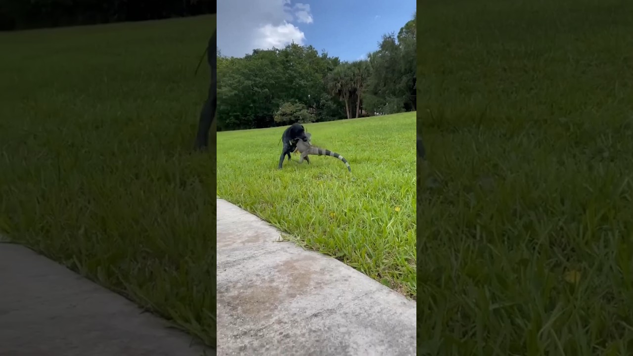 Iguana Ini Berubah Menjadi Naga Api Primordial Kuno Gagah Perkasa #shorts
