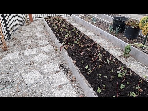 Video: When to transplant strawberries in the fall to a new location