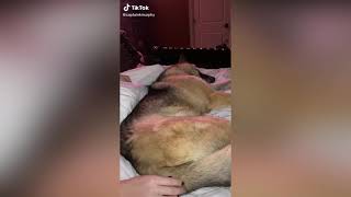 Funny Wedgie Pranks ( She WEDGIED Her DOG)