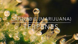 Cannabis (Marijuana) what are  TERPENES?