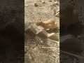 What's this cutie doin here #cat #cats #shorts #shortsviral #shortsfeed