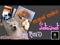 animals tiktok funny nonstop