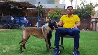 Haryana ~ Belgian Shepherd Or Belgian Malinois Dog Breed | Working Dog Breed | Buddy Pets Gurugram screenshot 4