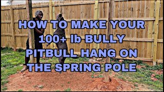 How To Make Your 100+ lb Bully Pitbull Hang On The Spring Pole