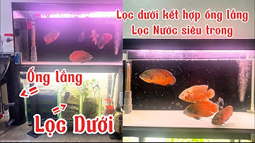 Hồ Cá Lọc Dưới Kết Hợp Ống Lắng Tách Phân Nước Siêu Trong - Hướng Dẫn Kết Hợp Ống Lắng Hiệu Quả.