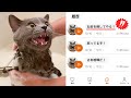 話題の猫語翻訳アプリを使ってみたら、猫の本音がヤバすぎた笑