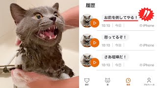 話題の猫語翻訳アプリを使ってみたら、猫の本音がヤバすぎた笑