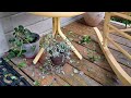 Putting my feathered friends to bed. storm damage🐔🐣🌦