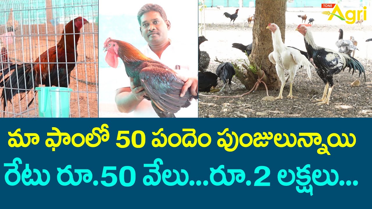 Jathi Kodi Punjulu Farming | మా ఫాంలో 50పందెం పుంజులున్నాయి రేటు రూ.50వేలు.. రూ.2లక్షలు..! Tone Agri
