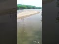 なぜここに？近所の川で『中国の巨大外来魚』を捕獲！ #fishing