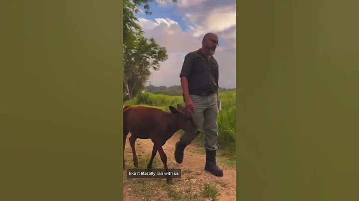 This Cow Thinks It’s A DOG!? | Andrea & Lewis #shorts