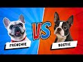 Boston Terrier vs French Bulldog - Which is Better? Dog vs. Dog