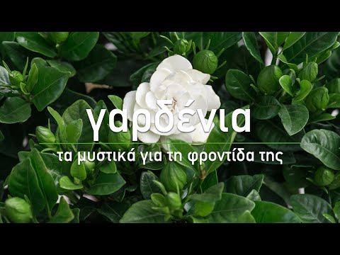 Βίντεο: Λουλούδι Amaryllis: φροντίδα στο σπίτι, φωτογραφία