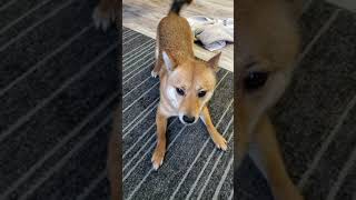 Shiba Inu Goes Outside To Air Dry After Bath