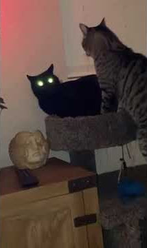 Fnaf ambience cat