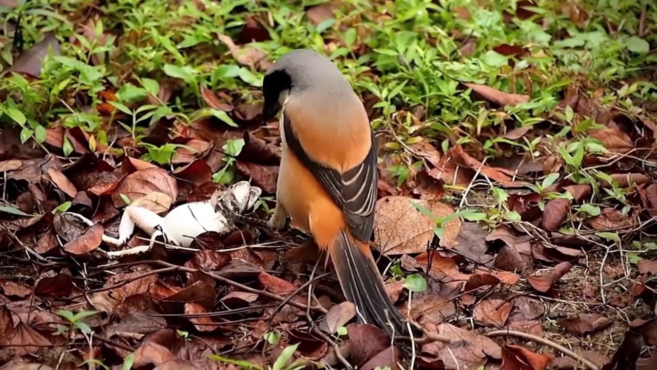burung cendet makan katak - YouTube