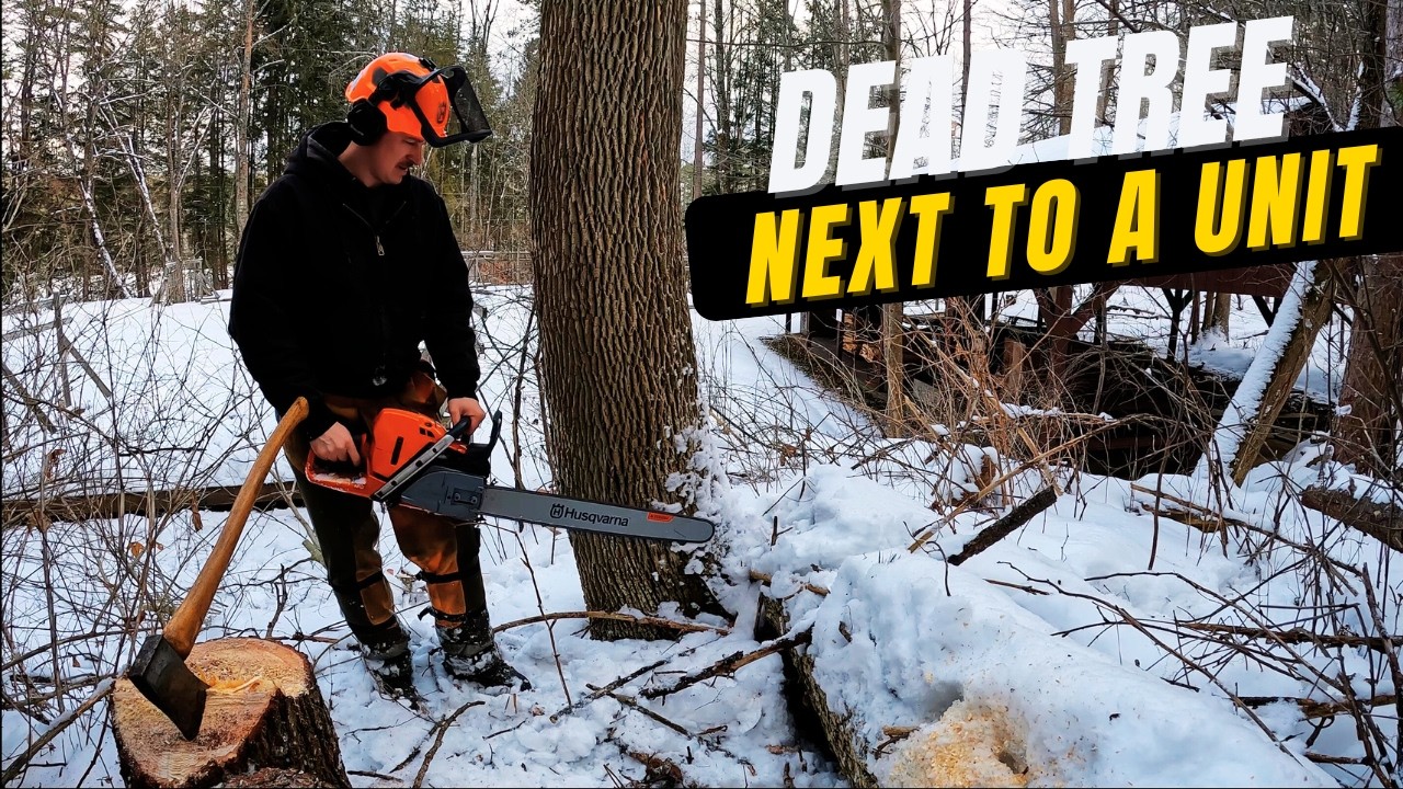 Dead ash tree to close to tent platforms. - YouTube