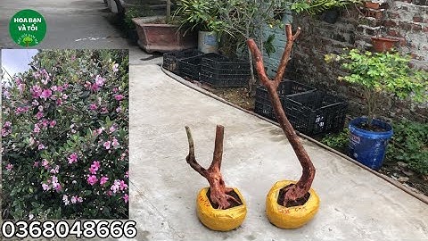 Hoa sim rừng dáng đẹp co lắc giao lưu đến các bác