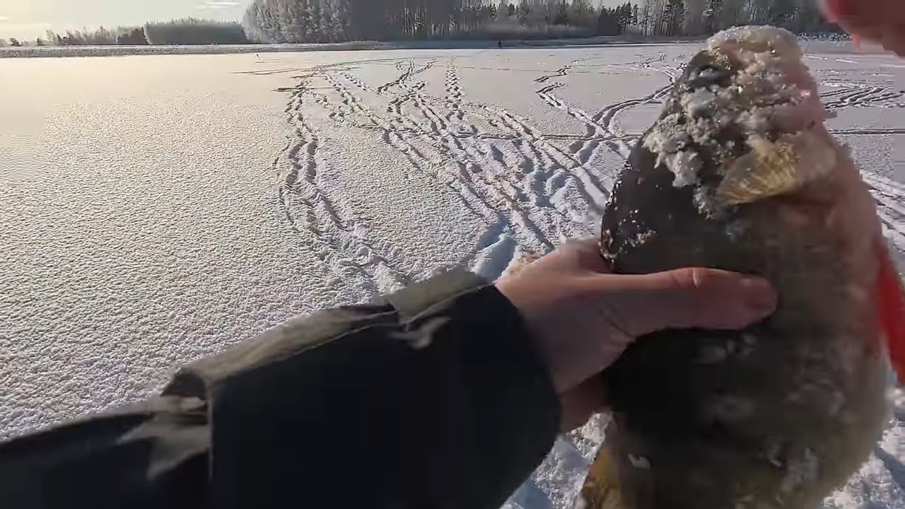 ZIEMAS COPE IR SĀKUSIES! Vai izdevās pārspēt Asara rekordu?