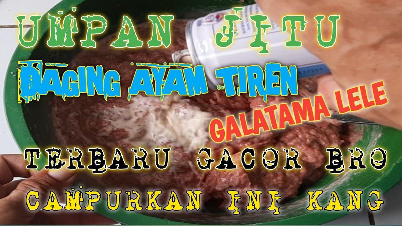 UMPAN JITU GALATAMA LELE || AYAM TIREN KOCEK TERBARU ?? GACOR BRO #umpanjitu #gtlele #umpanikanlele