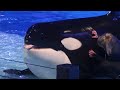 Orca Encounter (Smart Katina) December 2, 2020 SeaWorld Orlando