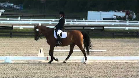 Nando ridden by Michelle Dinneen