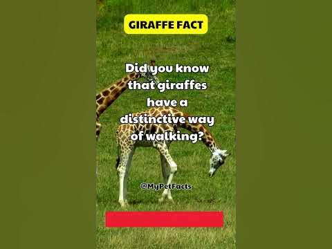 Patch 3.3.5 New Feature: Giraffe Build 🦒 #giraffe #facts #animalfacts #