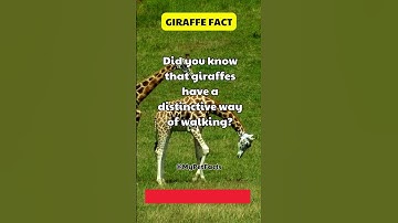 Patch 3.3.5 New Feature: Giraffe Build 🦒 #giraffe #facts #animalfacts #shorts