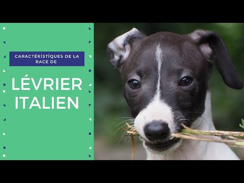 Vidéo: Quelle est la différence entre le lévrier et le lévrier italien?