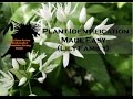 (Bushcraft skills)Patterns method of plant identification (Lily family)