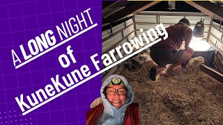 A Long Night of KuneKune Pig Farrowing #yogihollowfarm