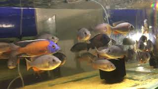 Kadango Cichlid Colony #Aquariumfish