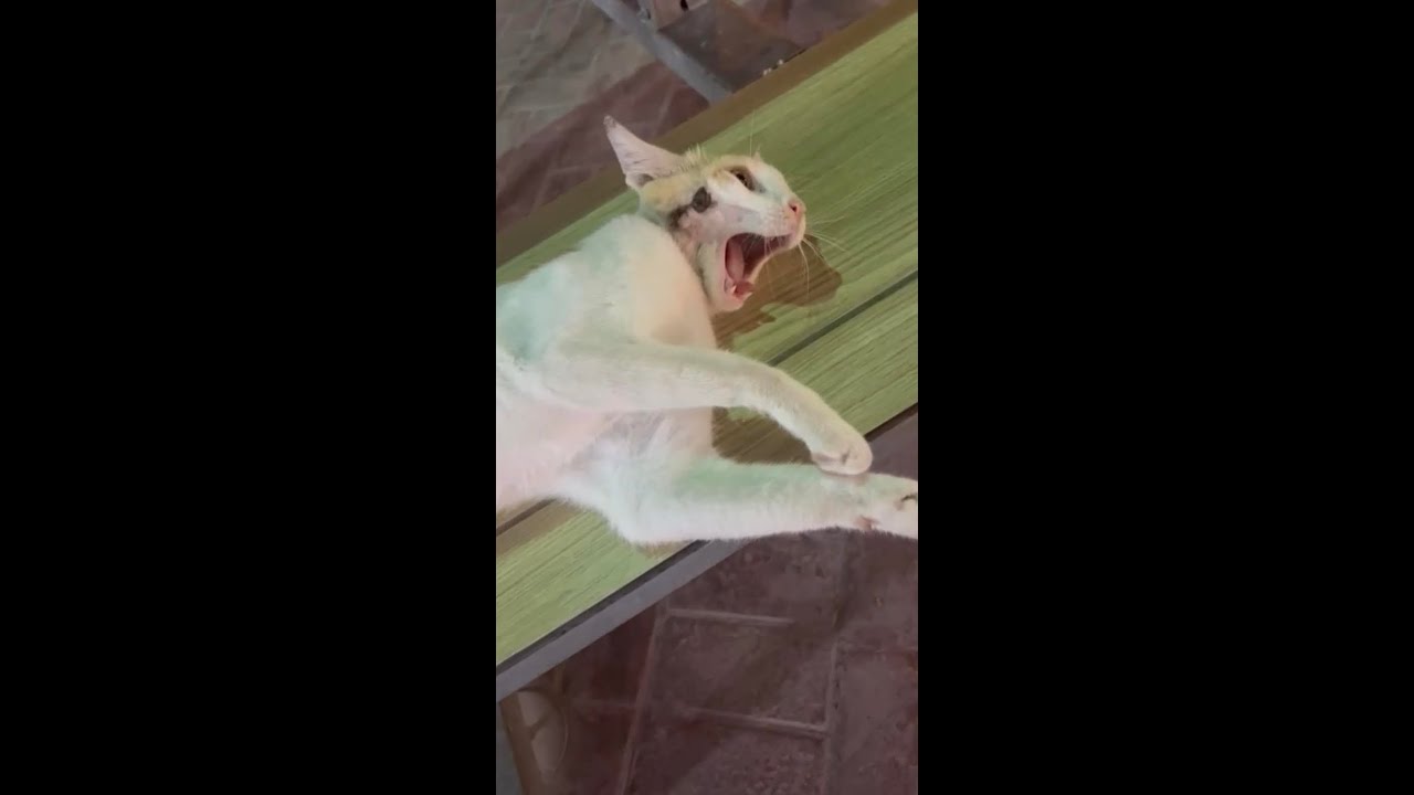 Dog Attack Survivor || Cute Cat 😍 with scars on face || 