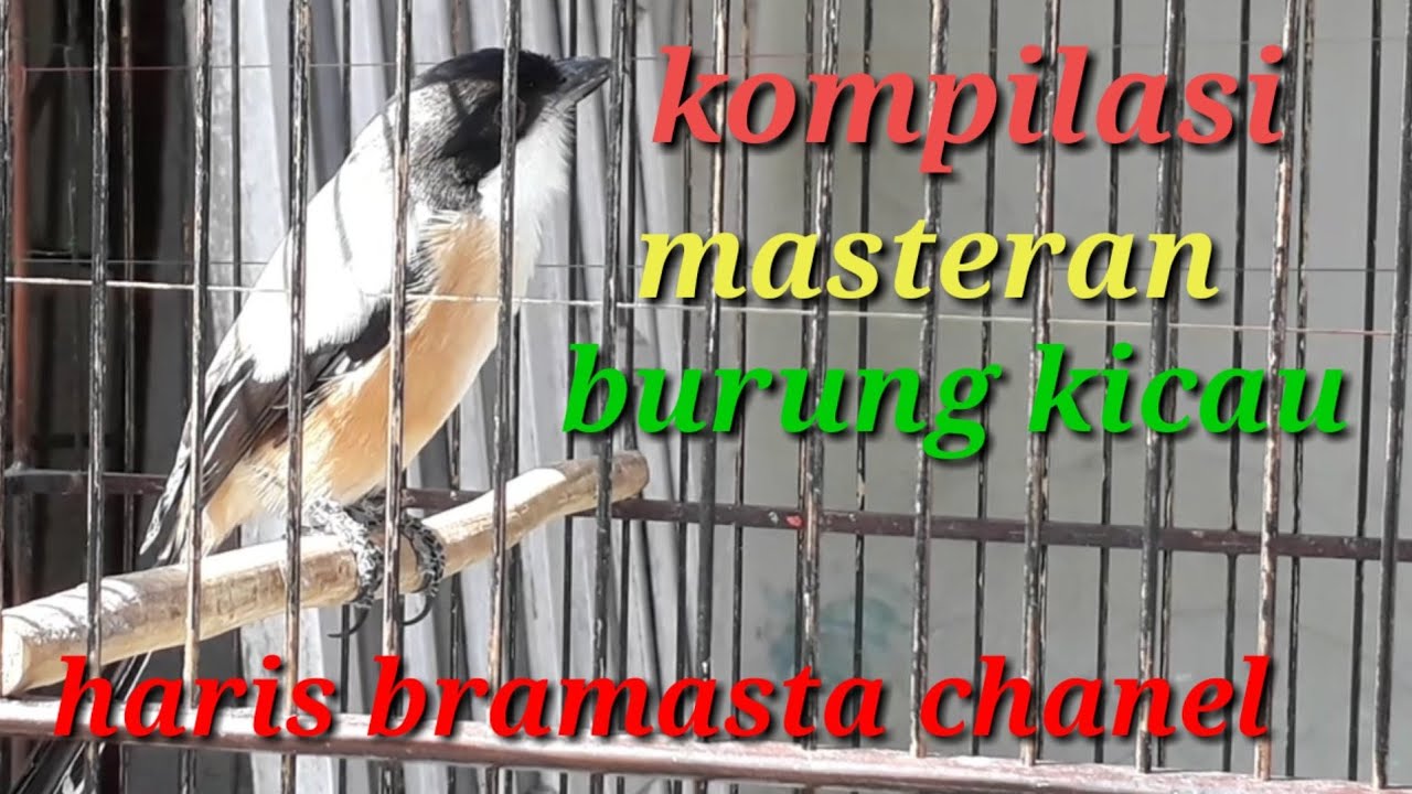 Masteran burung kompilasi cililin,kenari,kolibri,manyar,cucak jenggot