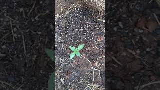 Gorilla Grow