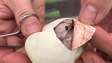 2018 Ball Pythons #26- Hatching season never ends, and that