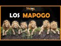 Los mapogo   la coalicin de leones ms poderosa de la historia