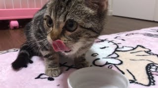 ミルクをゴキュゴキュ一気飲みしちゃう子猫