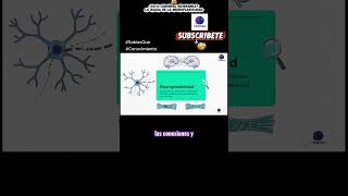 ¿El cerebro puede repararse? (neuroplasticidad)