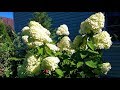 Гортензия метельчатая Грандифлора - роскошные цветы при минимальном уходе