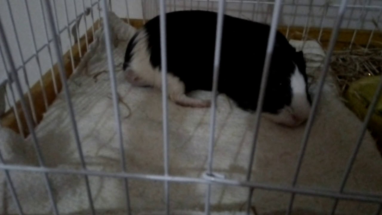 Porquinho da india mastigando dormindo - YouTube
