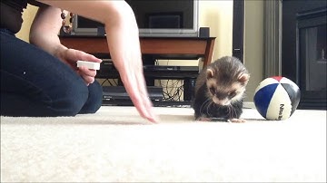 Training a Ferret to Push a Ball